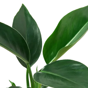 Philodendron 'Congo Green'